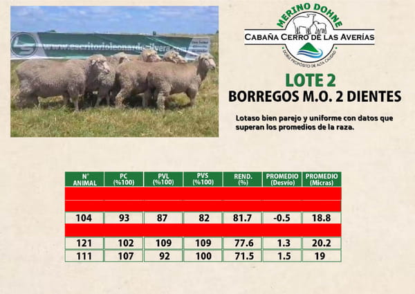 Lote LOTE 2