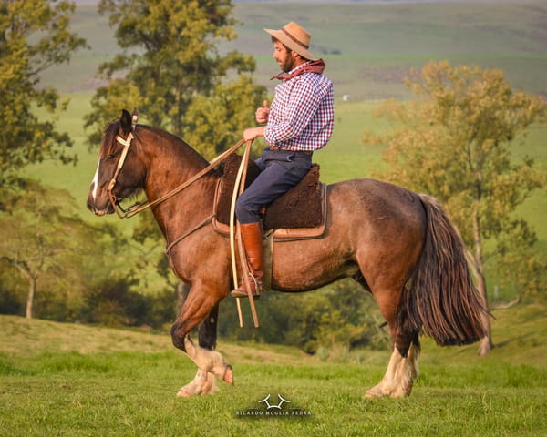 Lote Criollos da Fronteira Gavilán Pacífico Lapacho  Picazo Macho Castrado RP: 389