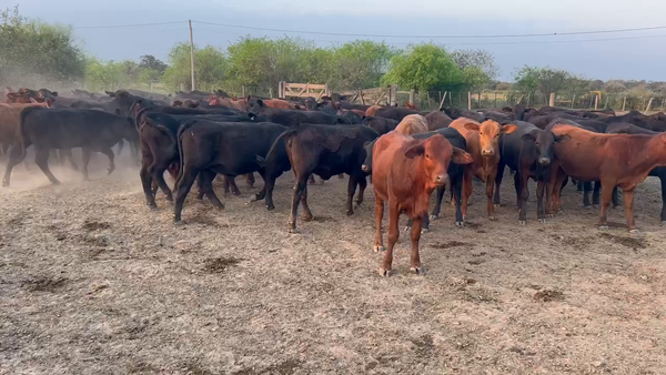 Lote 150 Terneras en Juan José Castelli, Chaco