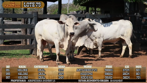 Lote LOTE 75- POR PANTALLA