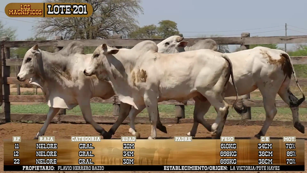 Lote LOTE 201 - POR PANTALLA