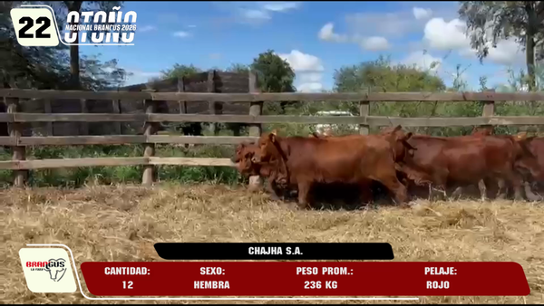 Lote LOTE 22