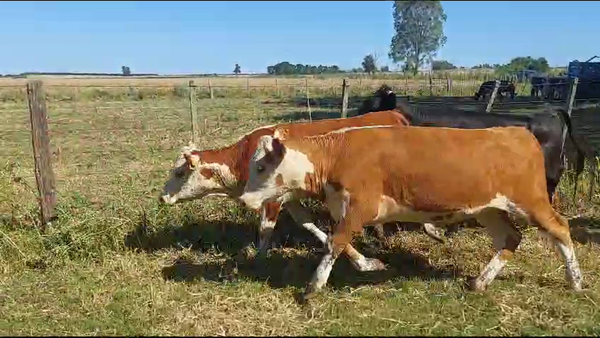 Lote 18 Vaquillonas  Raza de Carne en Ruta 1 Km 61