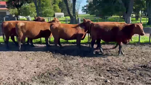 Lote VAQUILLONAS PREÑADAS MAS LA MARGARITA
