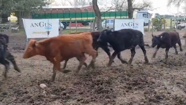 Lote 65 Terneros