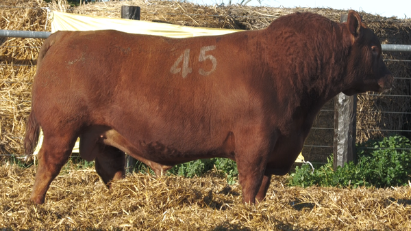 45 40318C* — TOROS ANGUS PURO CONTROLADO