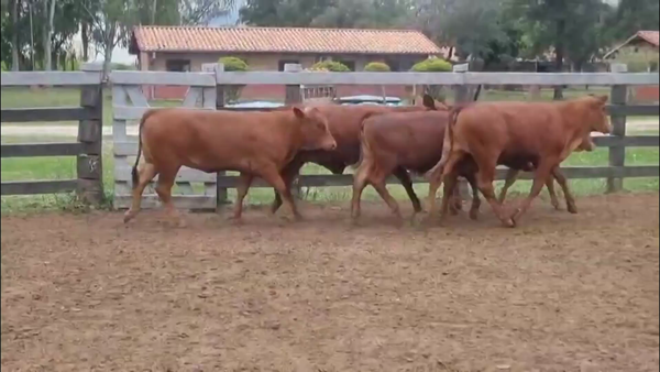 Lote LOTE 4