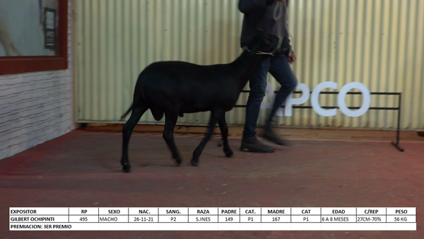 Lote Santa Inés Expo Internacional 2022 - Lote 33