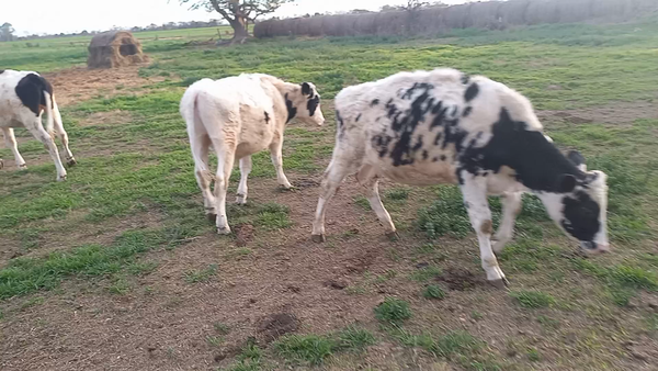Lote 10 Novillitos Holando Argentino en Col. Aldao, Santa Fe