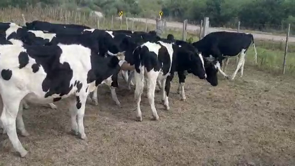 Lote 20 Terneras Holando