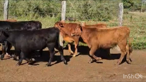 Lote 120 Terneros