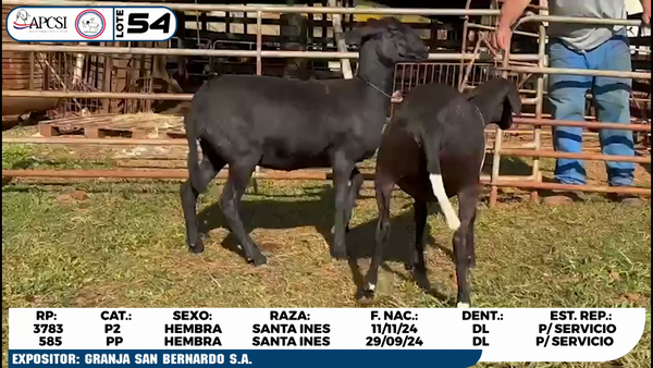 Lote LOTE 54