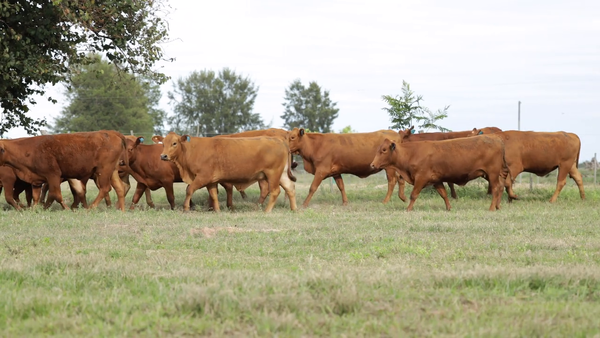 Lote Vaquilla Preñada