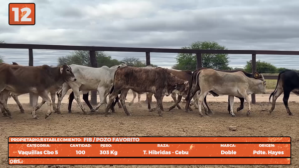 Lote LOTE 12