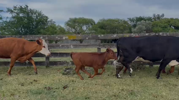 Lote Piezas de Cría