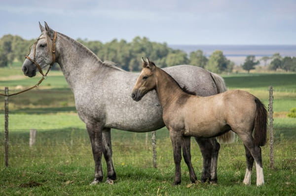 Lote CONSTANCIA NOCTURNA 1337