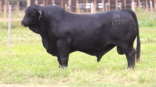 Lote LOTE 60