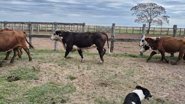 Lote 35 Vacas de invernar