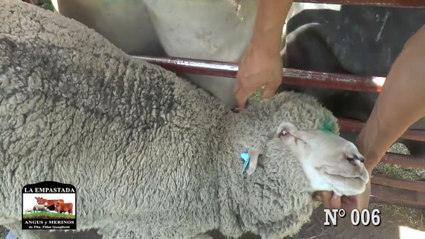 Lote CARNEROS DOHNE MERINO