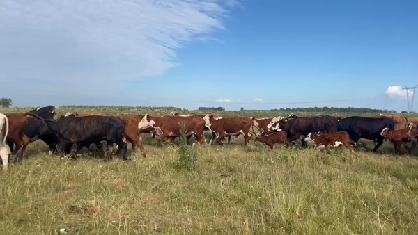 Lote 128 Vacas nuevas C/ cria