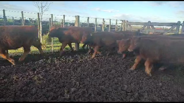 Lote Terneros/as en Coronel Suarez, Buenos Aires