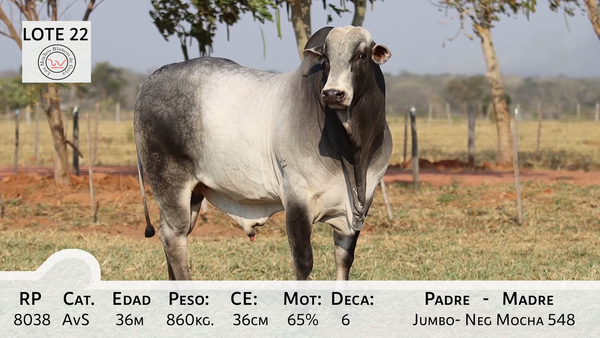 Lote LOTE 22