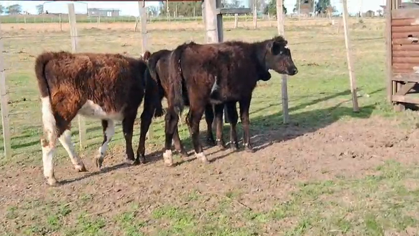 Lote 3 Terneras 130kg - , San José