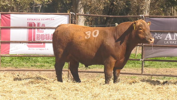 Lote TOROS ANGUS COLORADOS PC