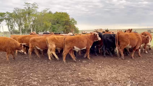 Lote NOVILLOS FORMADOS