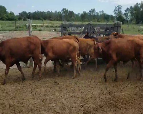 Lote 85 Novillitos y vaquillonas en Itatí, Corrientes