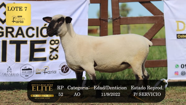 Lote LOTE 7