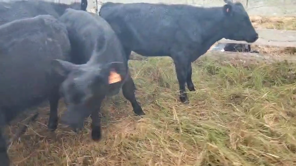 Lote 7 Terneros y Terneras, San José