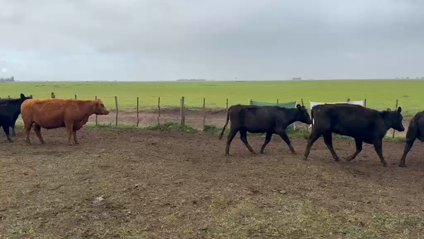 Lote 30 Vacas con Cría en Ayacucho