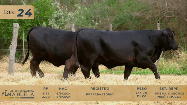 Lote LOTE 24