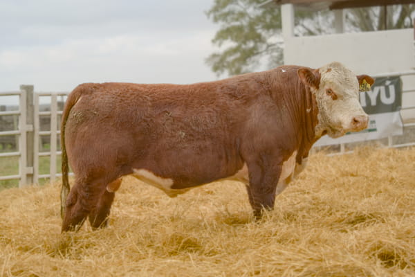 26 — Lote 10