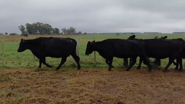 Lote VACAS INVERNAR