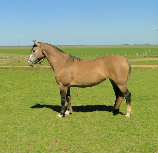 Lote Criollos da Fronteira - La Cañada - KONIA