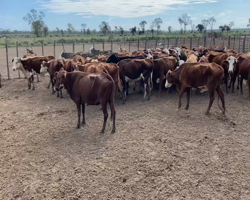 Lote 58 Vacas de invernar en Bandera, Santiago del Estero