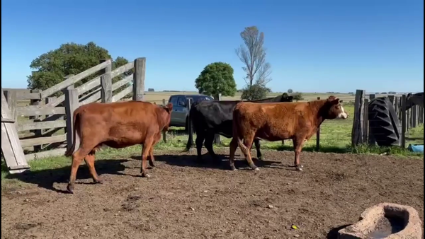 Lote VACAS INVERNADA