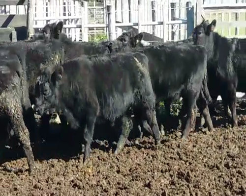 Lote (Vendido)12 Terneros AA 310kg -  en JUAN GONZALEZ