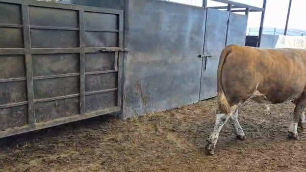 Lote 20 Novillo Gordo en Linares, VII  Región Maule