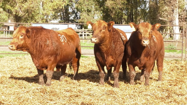 Lote TOROS ANGUS COLORADOS PC
