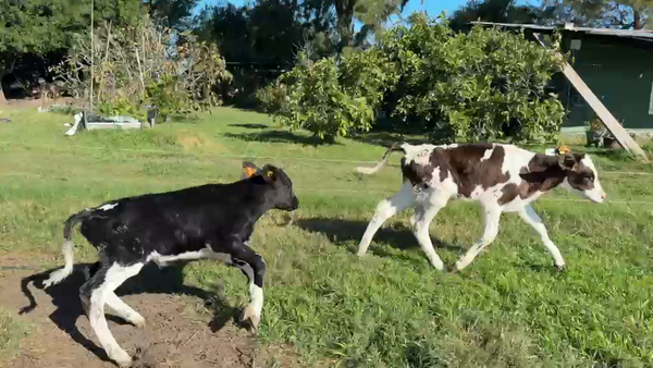 Lote TERNEROS