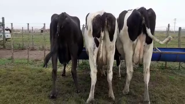 Lote Vacas Secas - Hornero Chico