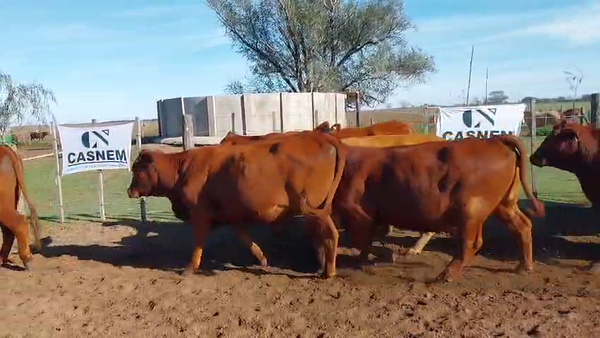 Lote 10 Vaquillonas preñadas