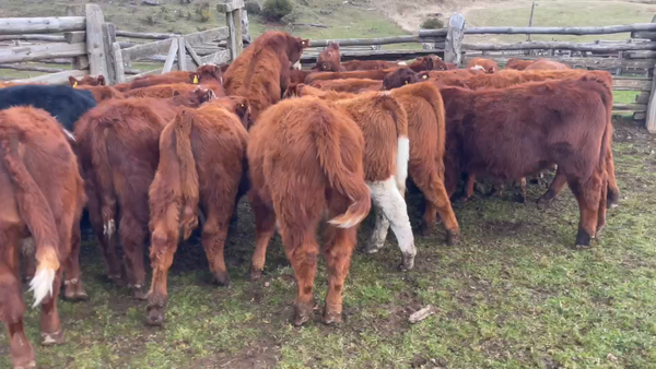 Lote 30 Ternero en Coyhaique, XI Región Aysén