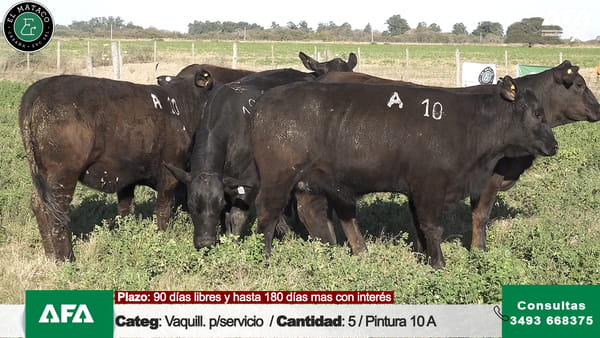 Lote """EL MATACO"" VAQUILLONAS PARA SERVICIO