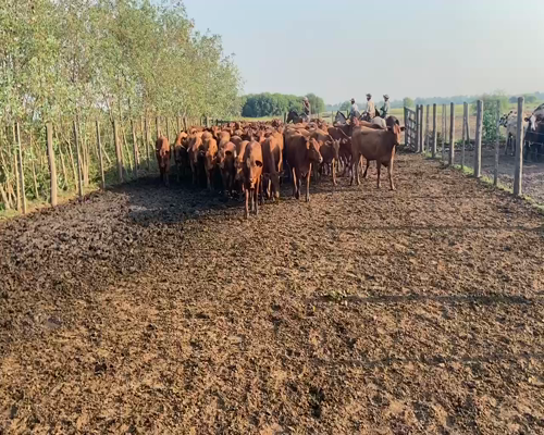Lote 92 Vaquillonas en Pirané, Formosa
