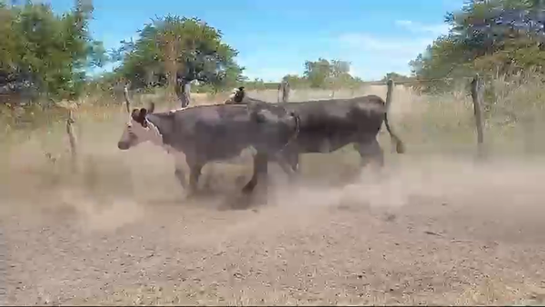 Lote 13 Vacas nuevas Preñadas