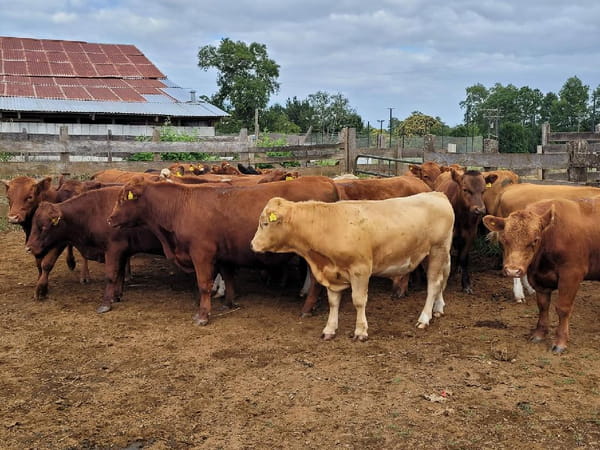 Lote 24 Novillo Engorda en Purranque, X Región Los Lagos